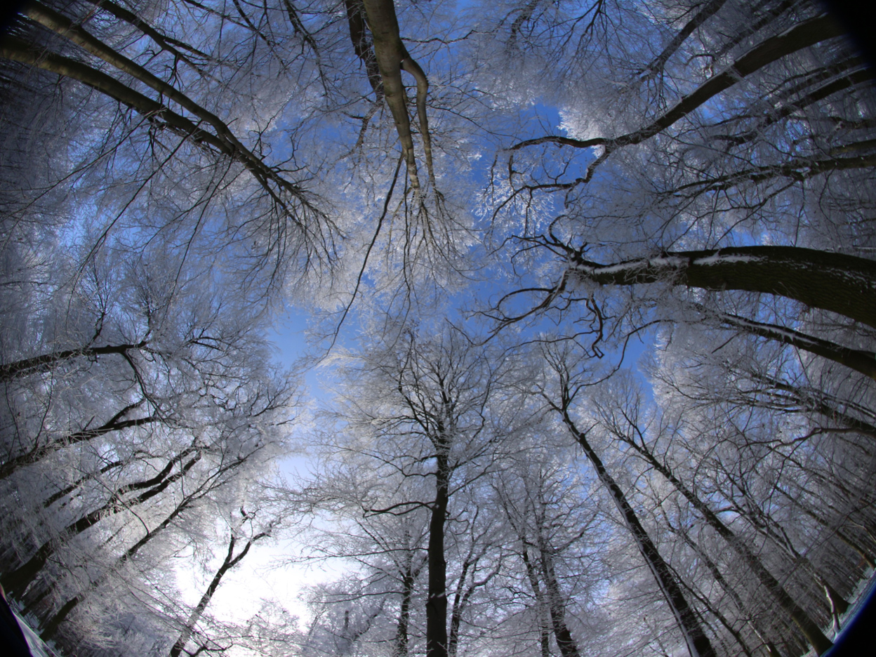 Winter 2021 im Oerier Wald