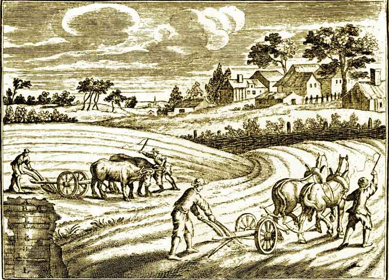 F.P.Florini: „Oeconomus prudens et legalis“ fol. 557 (1722) Kuperstich: Pflügen von Feldern mit Ochsen- oder Pferdegespannen